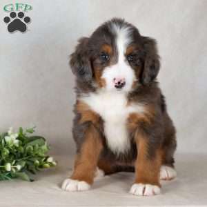 Shadow, Bernedoodle Puppy
